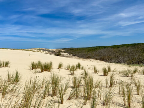 Dune de sable, plage de le Porge, Gironde