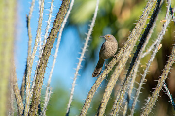 curved billed thrasher sitting on an ocotillo 