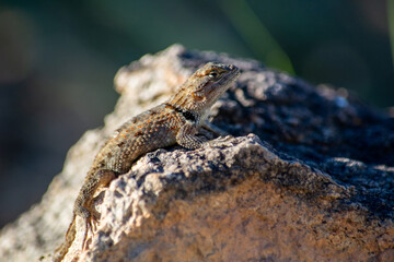 Little lizard on a rock