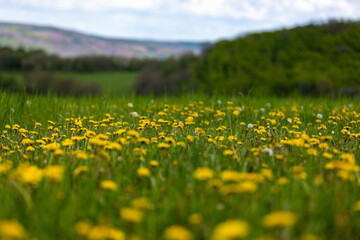 dandelion meadow, bokeh hills in the background