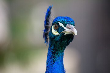 Peacock looking at the camera