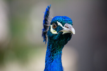 Naklejka premium Peacock looking at the camera