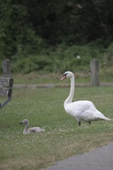 Swan with cygnets