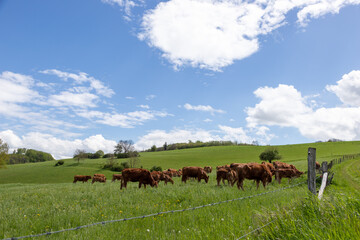 Fototapeta na wymiar grazing in a pasture, cloudy blue sky