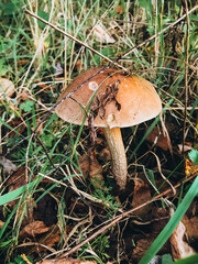 Beautiful edible mushroom with brown cap in grass in sunny woodland. Brown Birch Bolete. Leccinum scabrum mushroom growing in woods