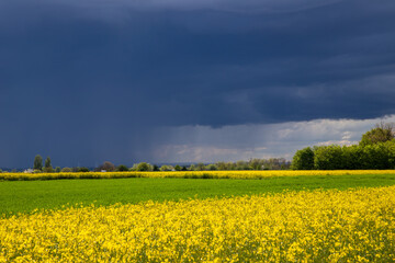 Fototapeta premium Brassica napus, rain cloud over a rapeseed field, landscape