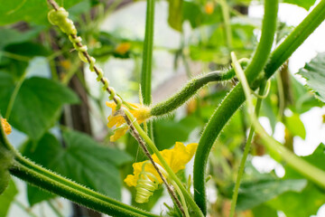 Yellow cucumber flowers on stems in a greenhouse