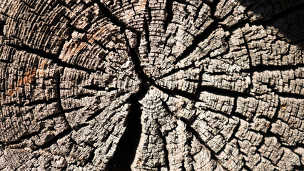 texture of tree stump. the tree was cut down.