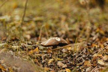 Beautiful edible mushroom with orange cap in autumn grass in sunny woodland. Leccinum aurantiacum. Leccinum  mushroom growing in fall woods. Soft Focus