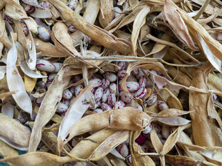 Dry open pods and crimson beans, healthy diet rich in protein, carbohydrates and fiber