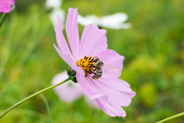 Bee collects nectar on pink flower in summer
