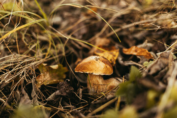 Beautiful edible mushroom boletus with brown cap in autumn woodland, soft focus. Boletus edulis. Porcini mushroom growing in fall woods. Tasty delicious fungi