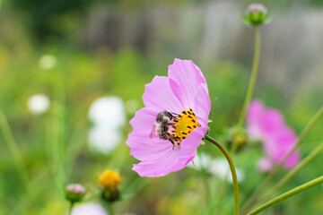 Bee collects nectar on pink flower in summer
