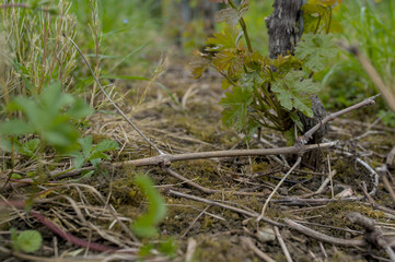Effect of glyphosate in viticulture