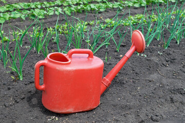 Red garden watering can and green onions in the garden