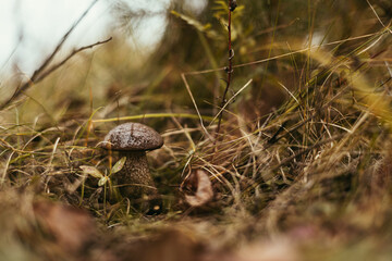 Beautiful edible mushroom with brown cap in autumn grass in sunny woodland. Brown Birch Bolete. Leccinum scabrum mushroom growing in fall woods. Soft Focus