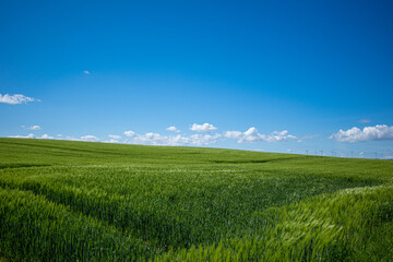 Fototapeta premium green corn field in may and the blue sky is almost cloudless