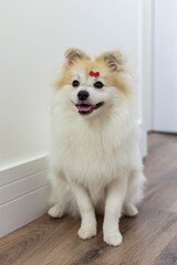 White  German Spitz Pomeranian seated walking on the floor