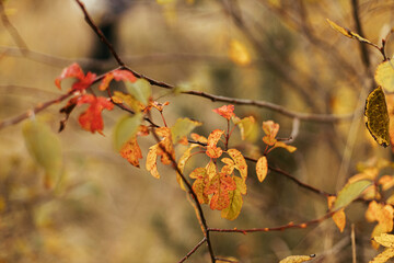 Beautiful yellow leaves in autumn park on shrub, close up. Soft focus. Orange and red leaves on bushes in fall garden or meadow. Space for text