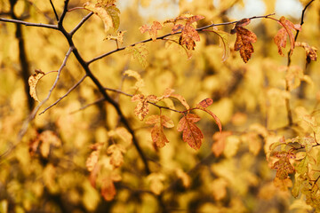 Beautiful yellow leaves in autumn park on shrub, close up. Soft focus. Orange and red leaves on bushes in fall garden or meadow. Space for text
