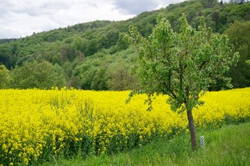 Rapsfeld