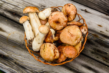 Wicker basket with freshly picked porcini and oiler mushrooms on a rustic wooden table. Top view