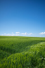 green corn field in may and the blue sky is almost cloudless