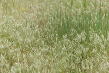 background of grasses in seed