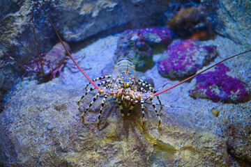 a crab is looking for something to eat on a stone