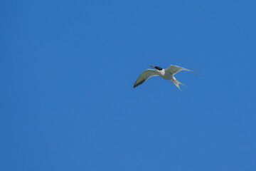 white tern flies close above the water in search of prey