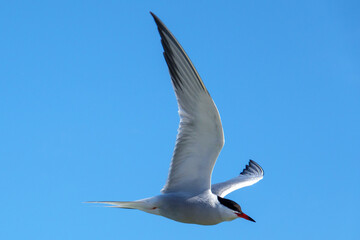 white tern flies close above the water in search of prey