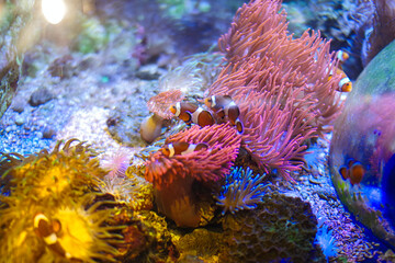 a clown fish is swimming around the sea anemone