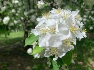 Blossom apple over nature background, spring flowers;
Tree Blossoms with white flowers on green background