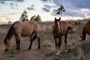 Fototapeta na wymiar Herd of Horses in a field during a spring sunset sky. Taken in Savona, British Columbia, Canada.