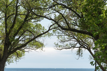 willow trees near the lakefront, with out of focus boats in the distance