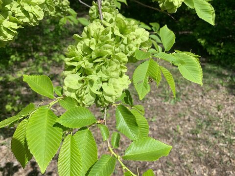 Spring tree, blossom of Elms, Ulmus minor, the field elm;
Leaves and seeds of elm