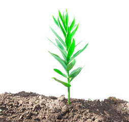 green plant in dirt isolated on white