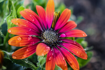 Orange and purple ombre colored African Daisy close up with water droplets
