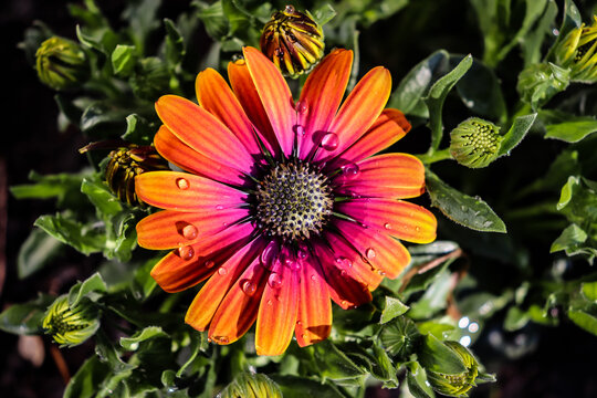 Top view of an Orange and purple ombre colored African Daisy with water droplets