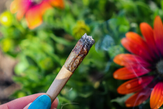 A lit cannabis joint held in front of a flower garden background