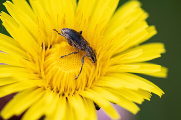 Weevil beetle poses for a beautiful dandelion flower, close-up.