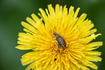 Weevil beetle poses for a beautiful dandelion flower, close-up.