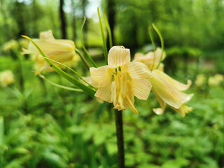 Imperial hazel grouse (Latin Fritillaria imperialis) yellow on a flower bed in a park on Elagin...