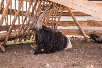 Domesticated goats at a farm mini zoo. A portrait of a domestic farm animal.