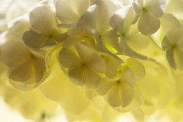 gefüllter echter Schneeball "Viburnum Opulus Roseum" , Blüten weiß, gelb Touch