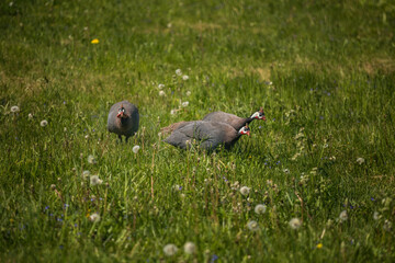 Beautiful guineafowl birds feeding in the grass. Numida meleagris in the garden during summertime.