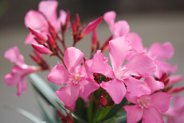 Delicate pink oleander flowers on a summer day, natural wallpaper.