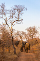 Fototapeta na wymiar A herd of elephants walks closely together in the morning sun of the South African wilderness.