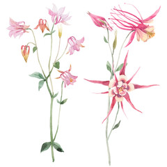Beautiful floral set with hand drawn watercolor Aquilegia flowers. Stock illustration.