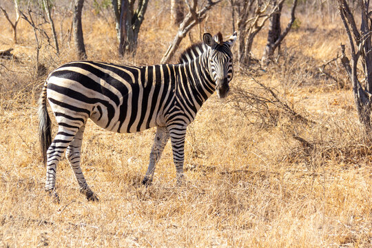 A zebra stares back at the camera as if to pose for a picture while it wanders through the South African wilderness.